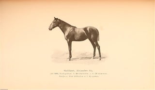 Megfigyelesek a lotenyesztes teren amerikaban ( Observations in Horse Breeding in America)