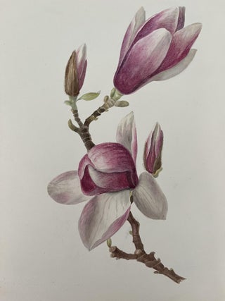 Item #3019 Original drawing of a Magnolia and a Veronica spicata (2 drawing