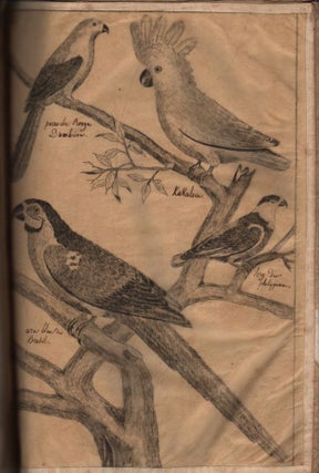 Item #446 Collection of Bird Drawings