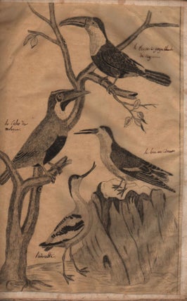 Collection of Bird Drawings.