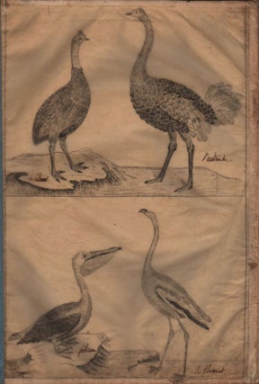 Collection of Bird Drawings.